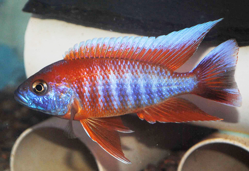 Peixes de aquário - A cobrinha kuhli (Pangio kuhlii) é um peixe cobitídeo,  nativo do Sudeste asiático, que mede em torno de 7 cm e é muito colorido,  apresentando o corpo listrado